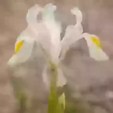 Magnifica Alba